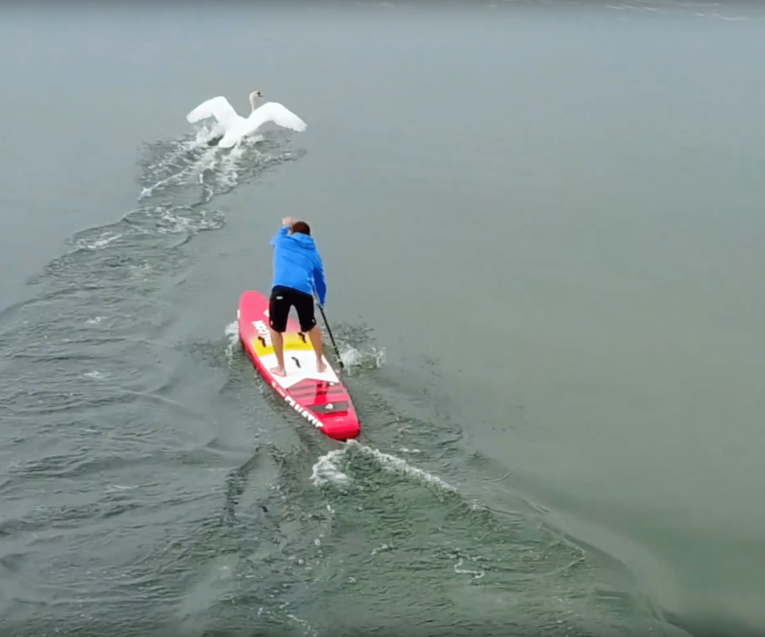 Visiteur surprise lors du dernier entrainement Stand Up Paddle à Lyon