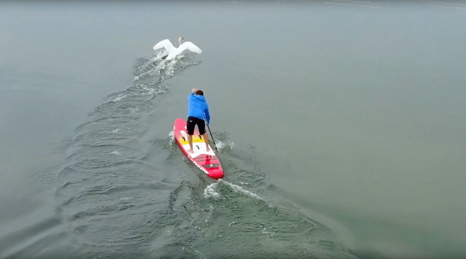 Visiteur surprise lors du dernier entrainement Stand Up Paddle à Lyon